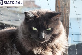 Siatki Jawor - Zabezpieczenie balkonu siatką - Kocia siatka - bezpieczny kot dla terenów Jawora